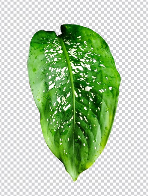 PSD spinach leaves basil leaves dieffenbachia spinach botanical leaves elephant ear leaf leaf plants