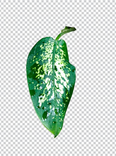 Spinazie Bladeren Dieffenbachia Blad Spinazie Op PNG Achtergrond Olifant Oor Blad Blad Planten