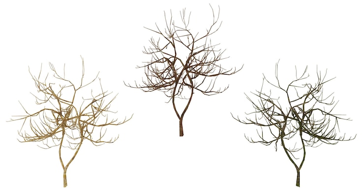 PSD spooky kale boomtakken op zwarte achtergrond halloween herfst winter natuur spooky bos