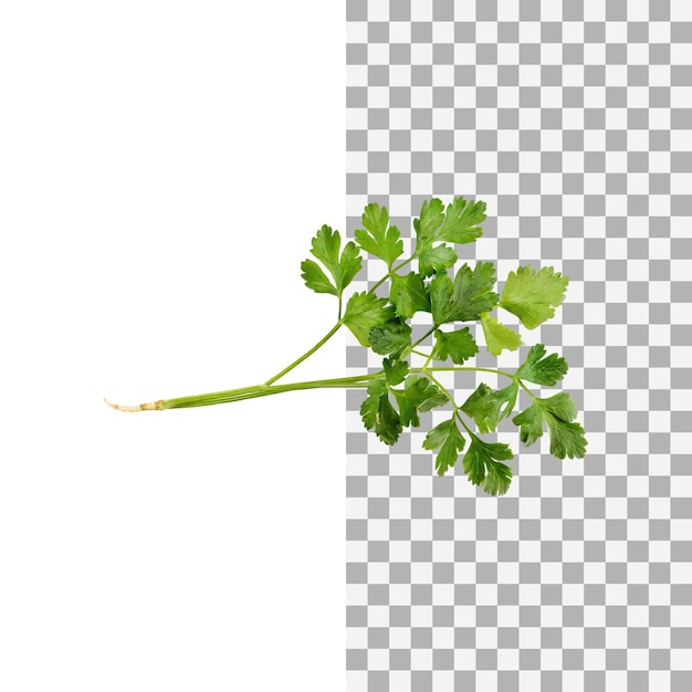 PSD sprig of dried green coriander leaves without shadow isolated transparent background