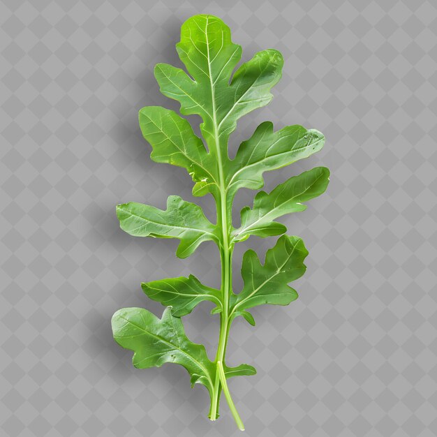 A sprig of parsley is shown on a transparent background