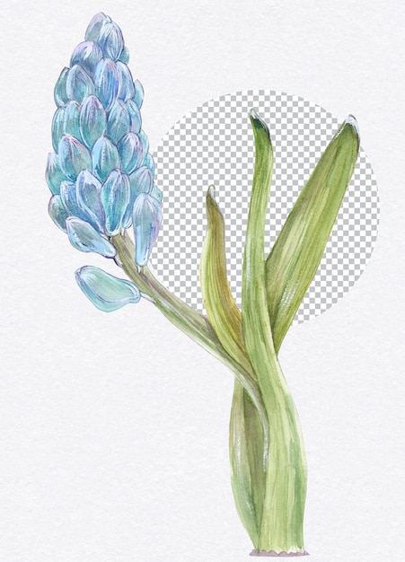 Spring blue hyacinth flowers botanical watercolor floral illustration