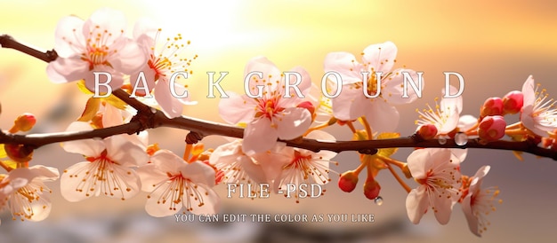 PSD spring cherry blossoms orange sun background