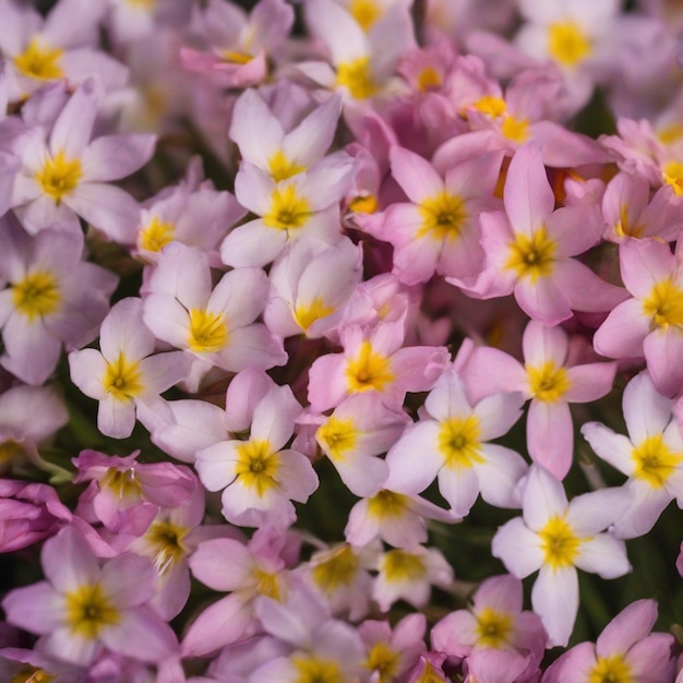 PSD 春の花の背景