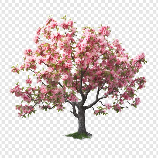 PSD fiori primaverili albero di mele in fiore isolato su uno sfondo trasparente