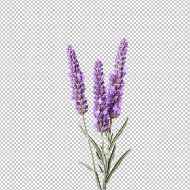 PSD spring flowers on transparent background