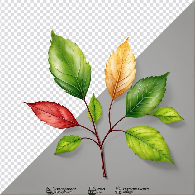 Spring leaves isolated on transparent background