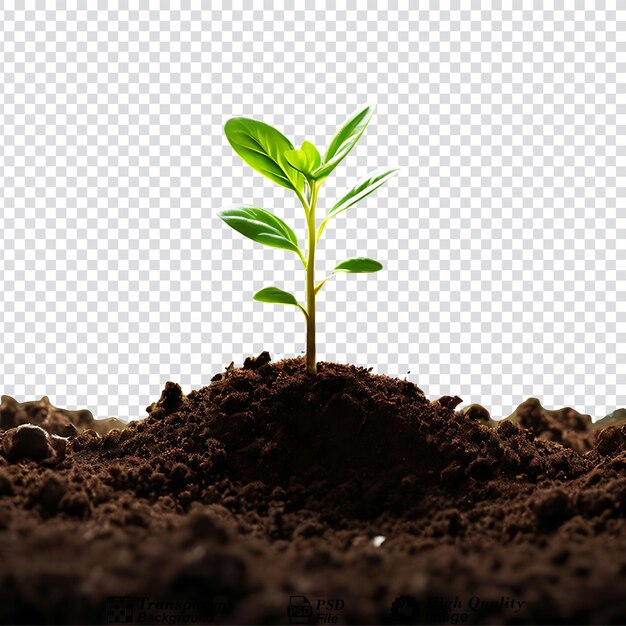 Sprout young plant in a pile of soil isolated on transparent background