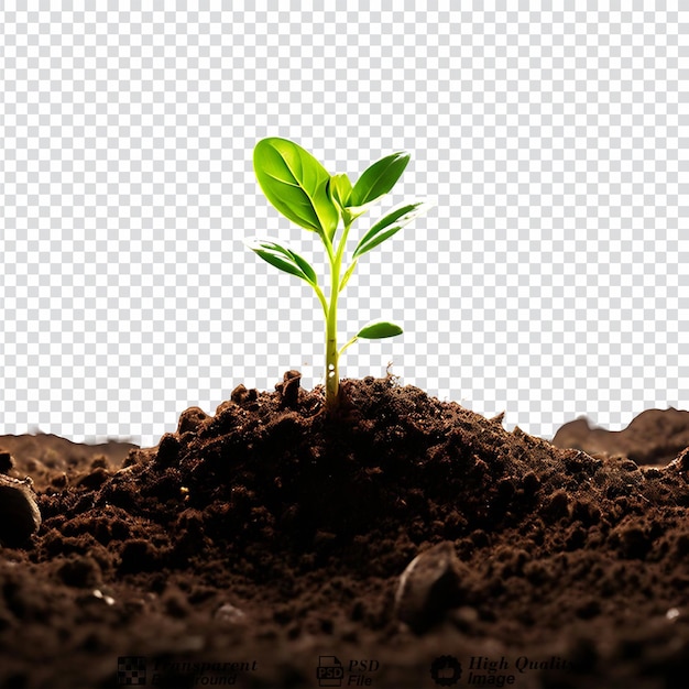 PSD sprout young plant in a pile of soil isolated on transparent background