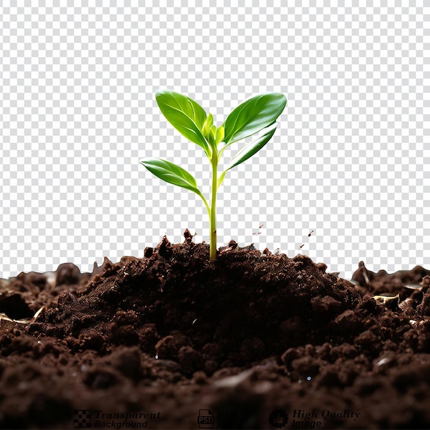 PSD sprout young plant in a pile of soil isolated on transparent background