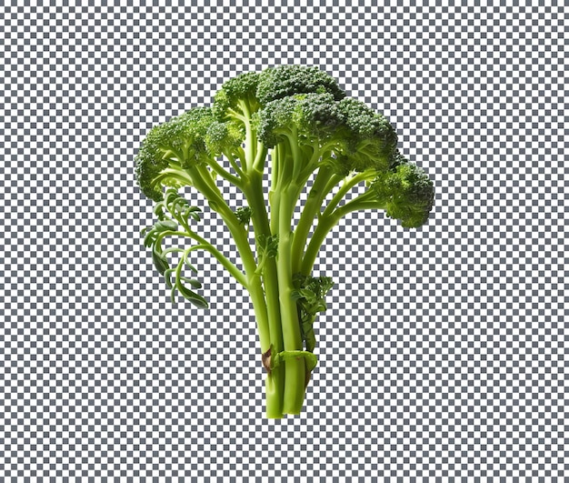 A sprouting broccoli isolated on transparent background