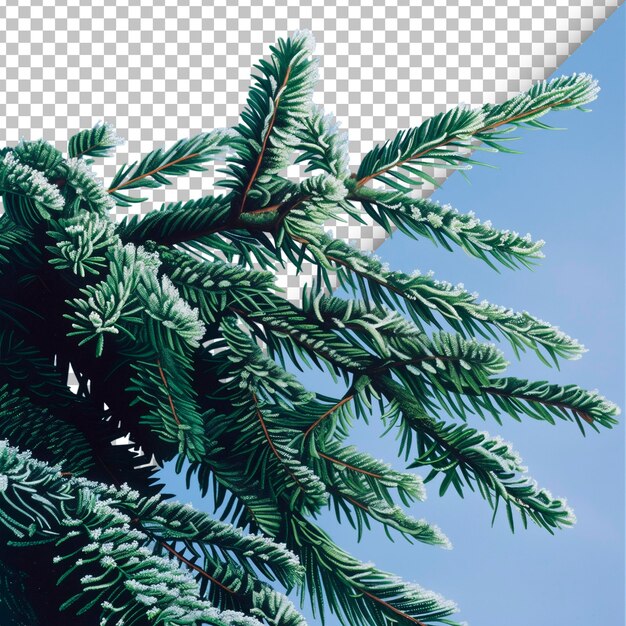 PSD spruce bough isolated on transparent background