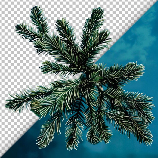 PSD spruce bough isolated on transparent background