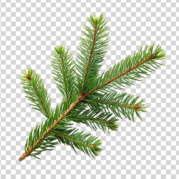 Spruce branch green fir isolated on transparent background