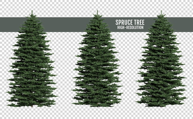 PSD spruce tree on a transparent background