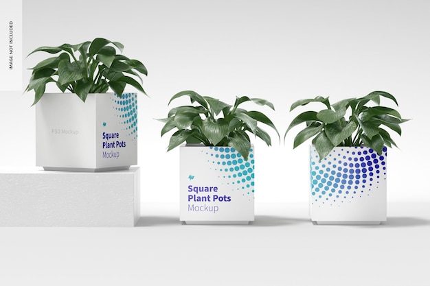 PSD square plant pots mockup