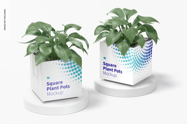 PSD squared plant pots mockup
