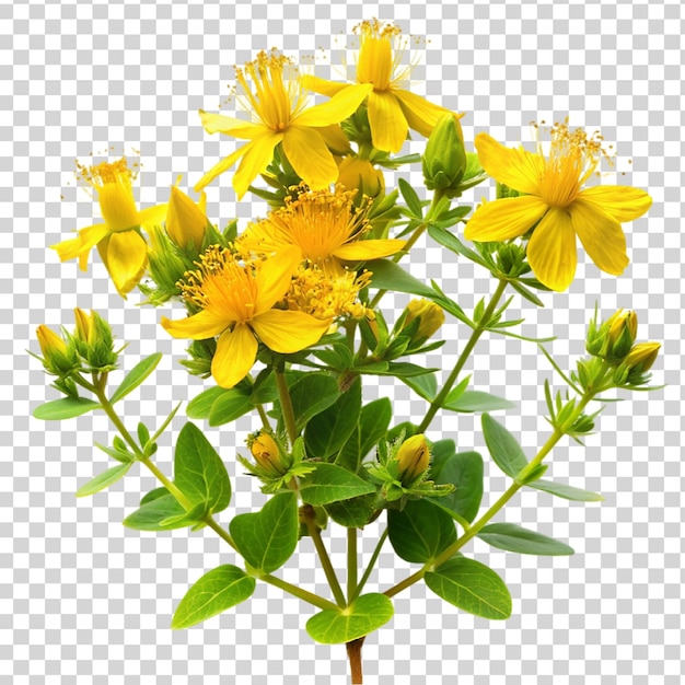 St. john's wort plant geïsoleerd op doorzichtige achtergrond