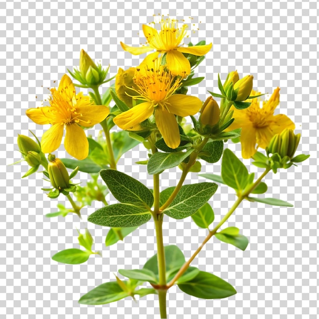 PSD st. john's wort plant geïsoleerd op doorzichtige achtergrond