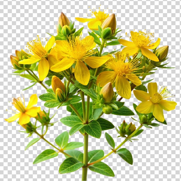 PSD st. john's wort plant geïsoleerd op doorzichtige achtergrond