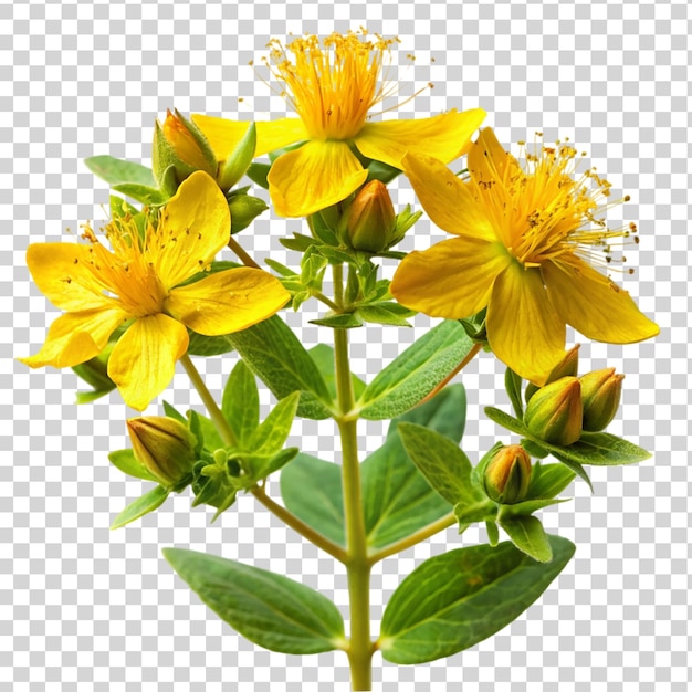 PSD st john s wort plant isolated on transparent background