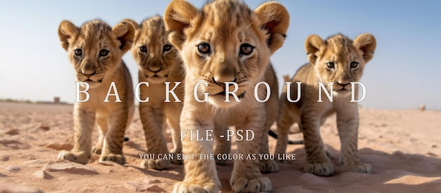 PSD stado małych lwów patrzy na kamerę na naturalnym pustyni tła