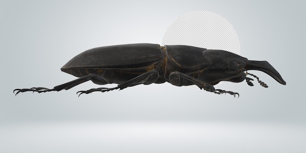 PSD stag beetle isolated on a transparent background