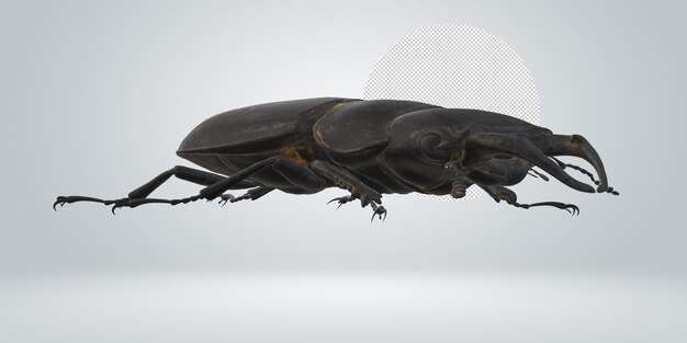 PSD stag beetle isolated on a transparent background