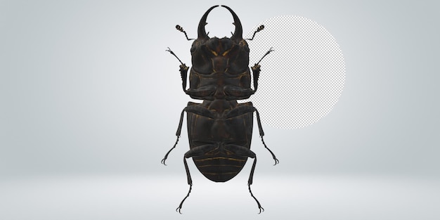 Stag beetle isolated on a transparent background