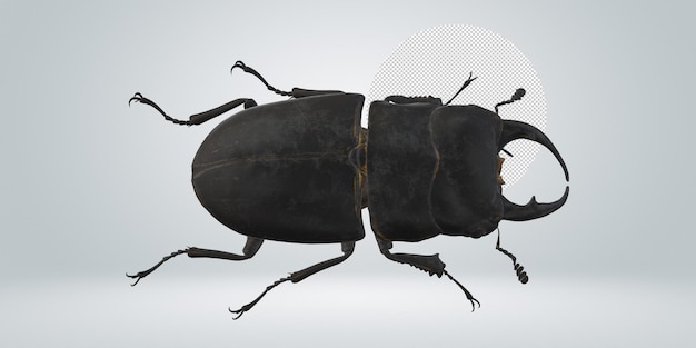 Stag Beetle isolated on a Transparent Background