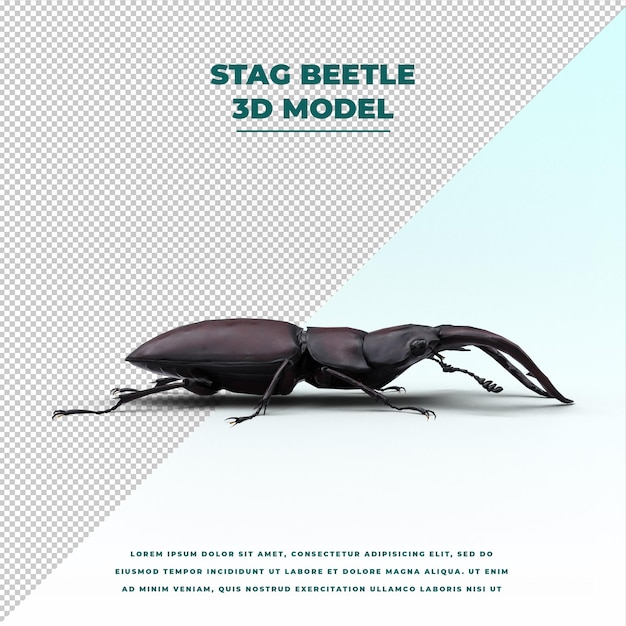 Stag beetle