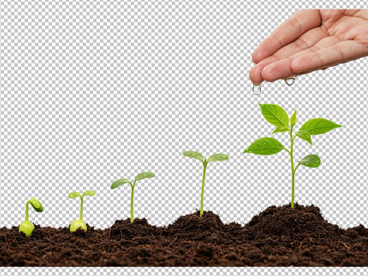 PSD 芽 から 若い 植物 へ の 成長 の 段階