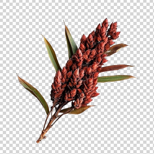staghorn sumac spice herb plant seed drupe isolated on transparent background