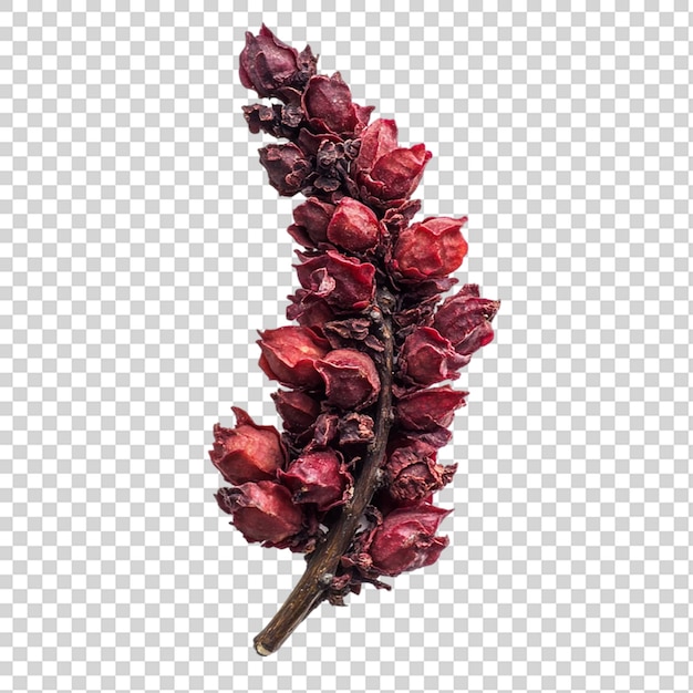 Семена травяного растения Staghorn sumac изолированы на прозрачном фоне