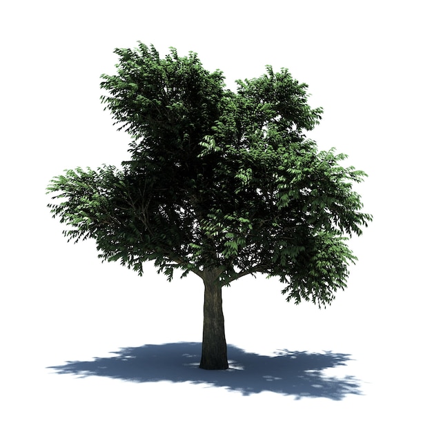 PSD albero autonomo
