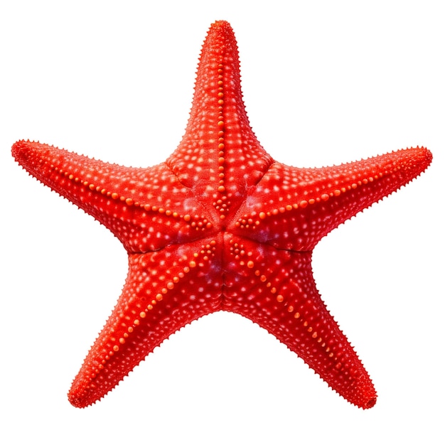 starfish on isolated background