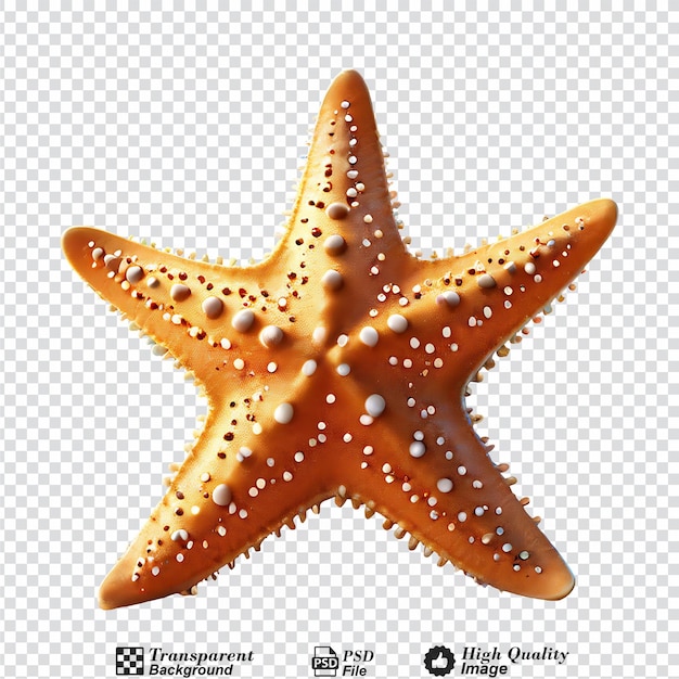 PSD starfish isolated on transparent background