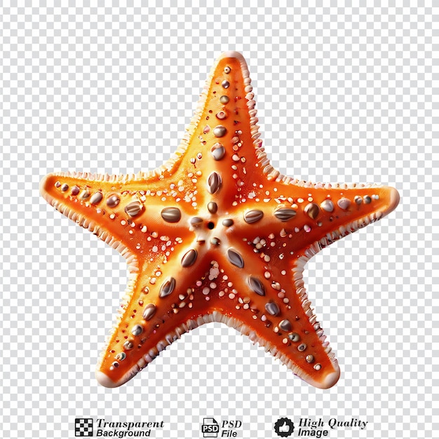 PSD starfish isolated on transparent background