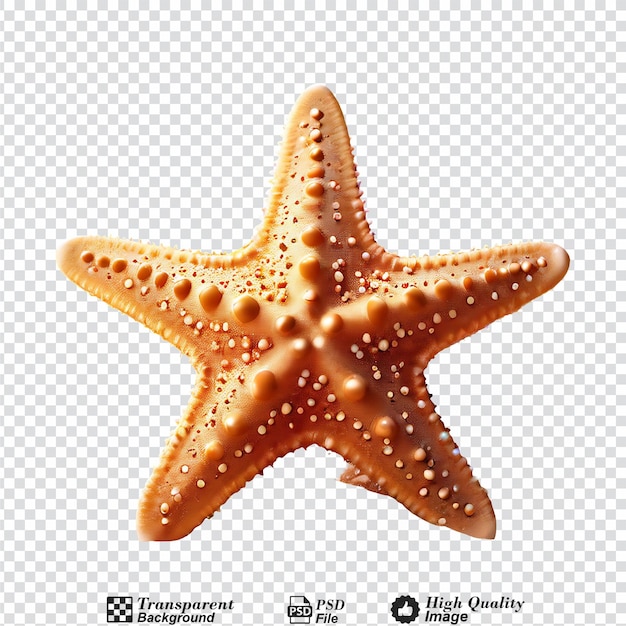 PSD starfish isolated on transparent background