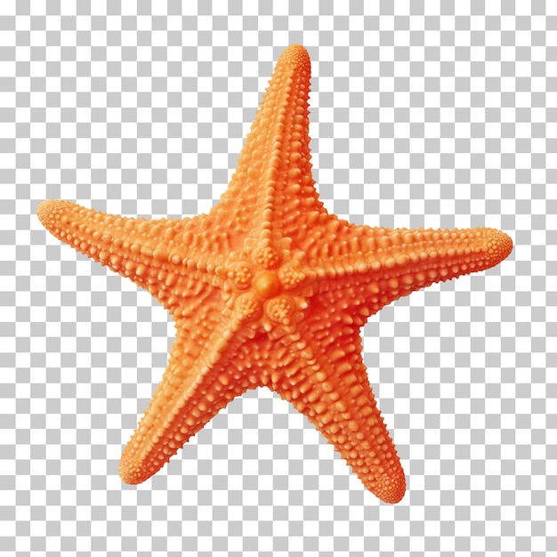 PSD starfish isolated on transparent or white background png