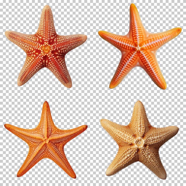 starfish set isolated on transparent background