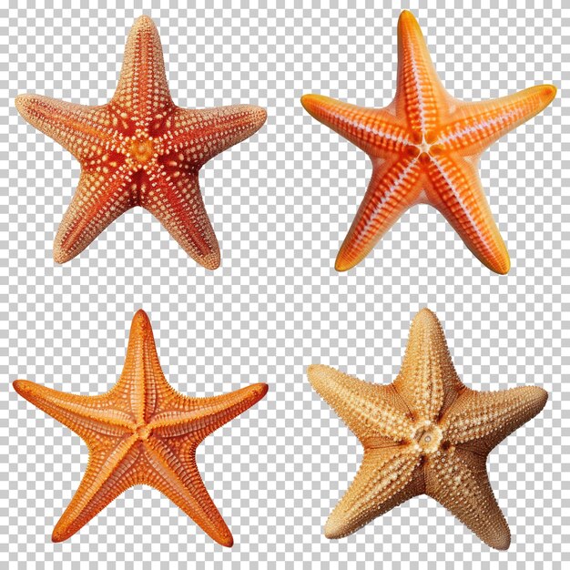 PSD starfish set isolated on transparent background