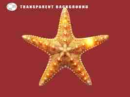 PSD starfish on transparent background