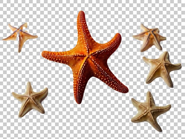 Разновидности морских звезд