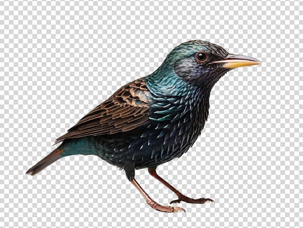 Starling op doorzichtige achtergrond