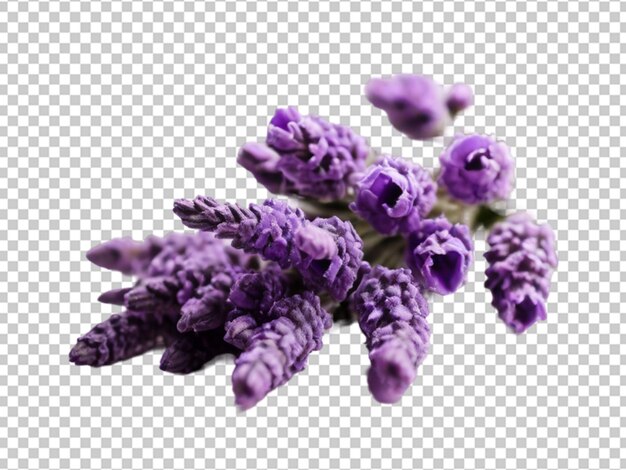 PSD static flower png isolated on transparent background