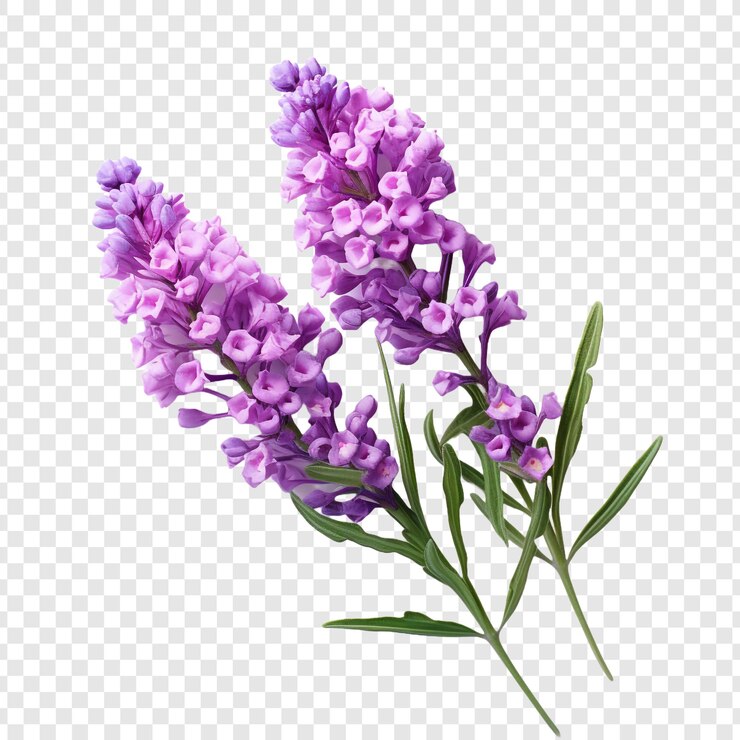 PSD statice flower isolated on transparent background