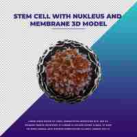 PSD stem cell with nukleus and membrane