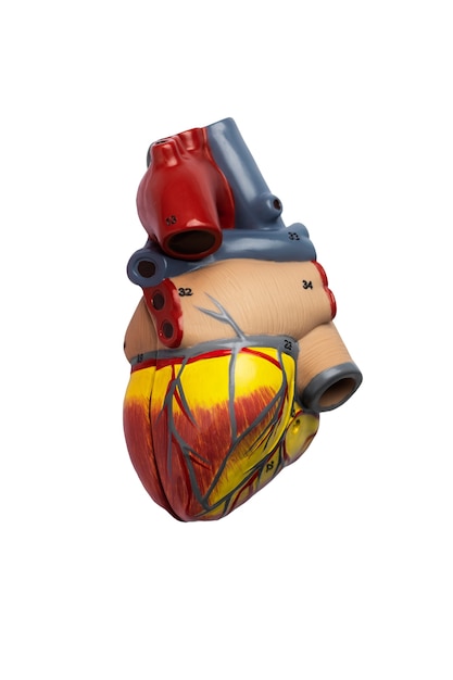 PSD still life of anatomical heart