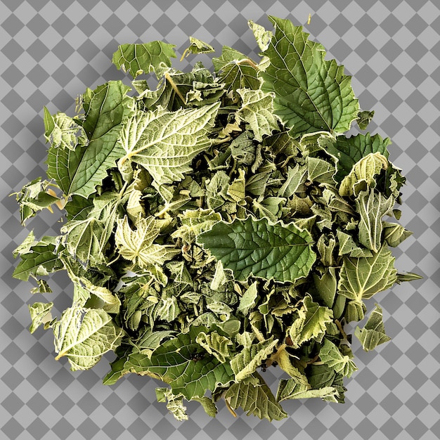 PSD stinging nettle herb type urtica dioica form of herb dried l isolated object on clean background